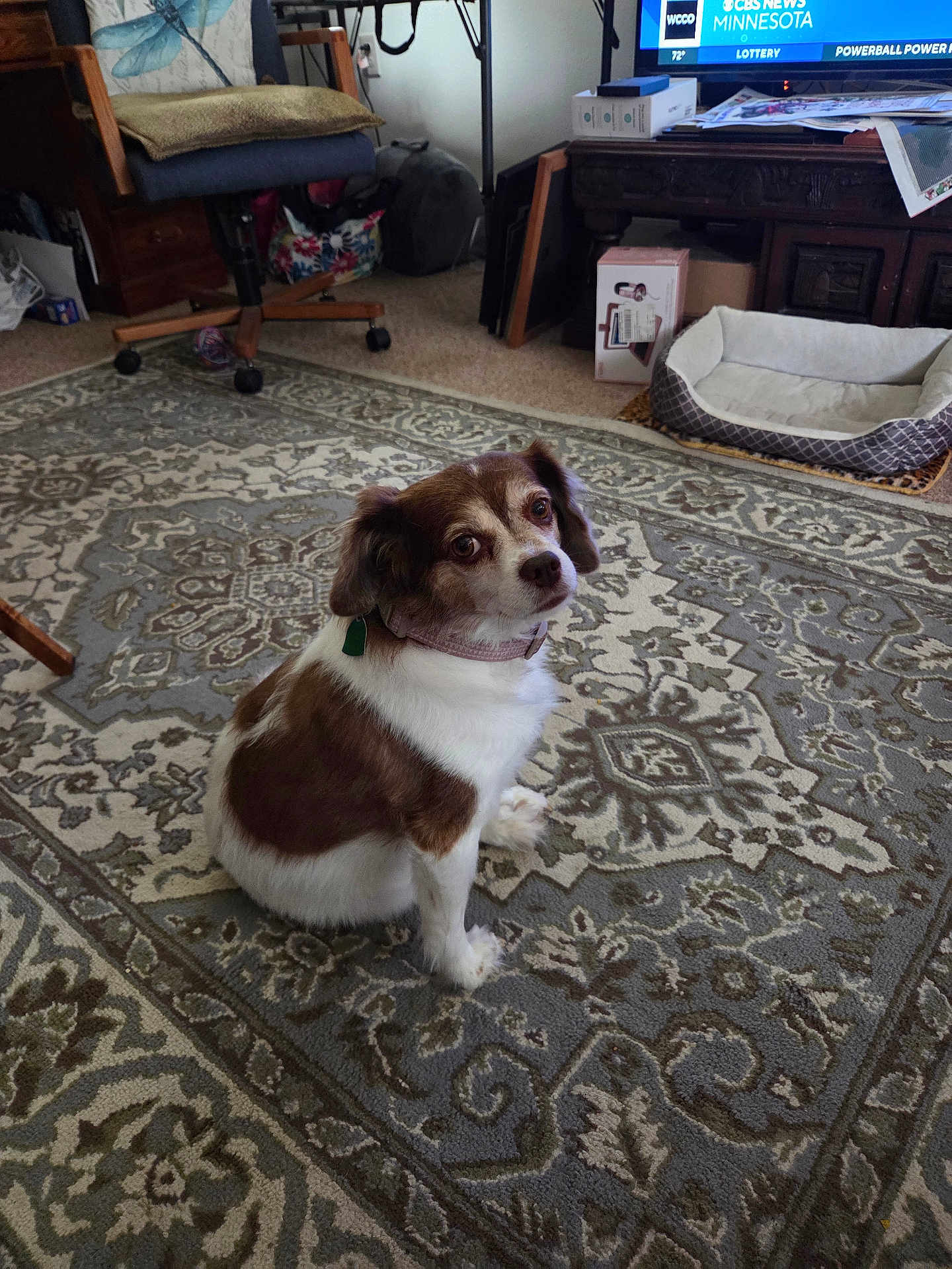 Gidget