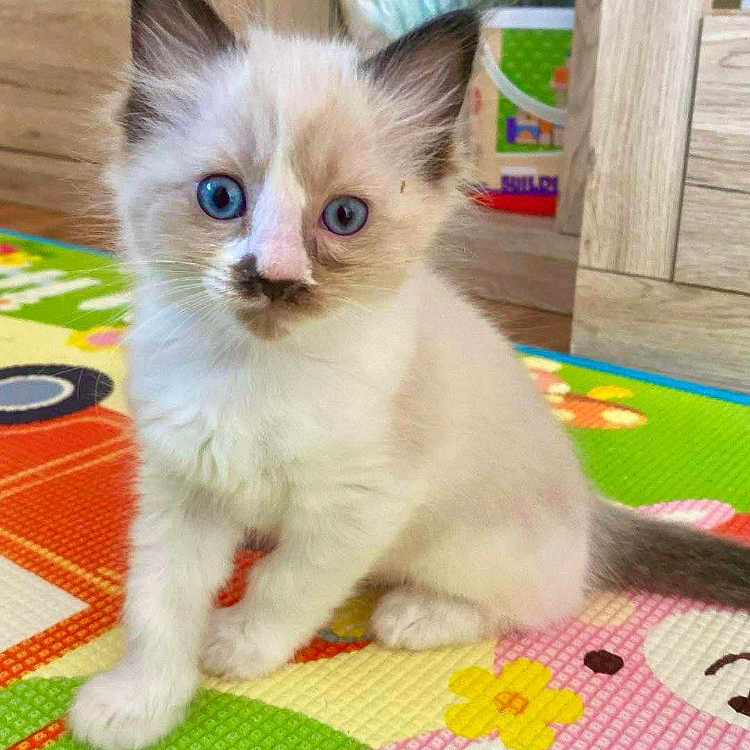 Ponožka a rejoint le concours — aidez-le/la à gagner de superbes lots ! adorable, beige_tone, blue_eyes, close_up, colorful_mat, curious_expression, floor, fluffy_fur, indoor, kitten, pet, playmat, pointy_ears, portrait, sitting, soft_lighting, toy_box, whiskers, wooden_shelf, young