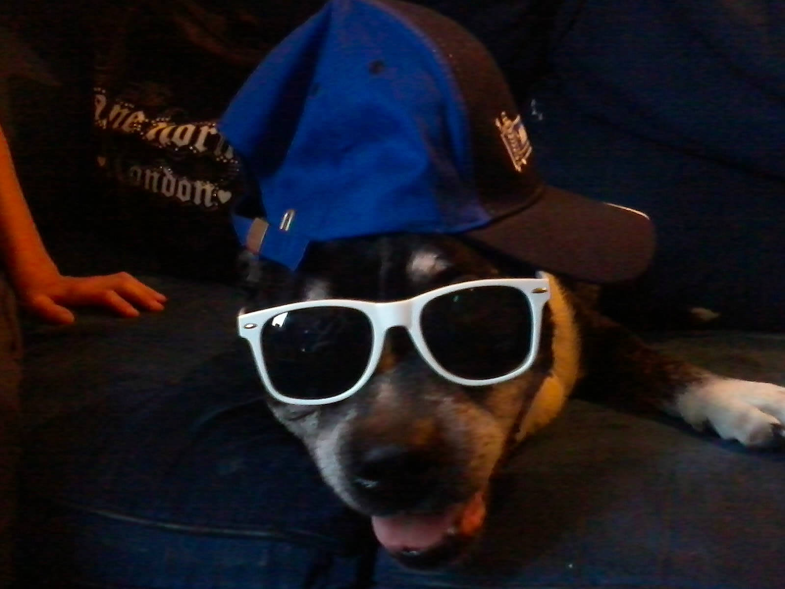 Diesel Junior is registered to the contest to win money with this photo: canidae, carnivore, companion_dog, cool, dog, dog_breed, eyewear, fashion_accessory, fun, glasses, hat, head, headgear, night, nose, photography, selfie, snout, sunglasses, vision_care