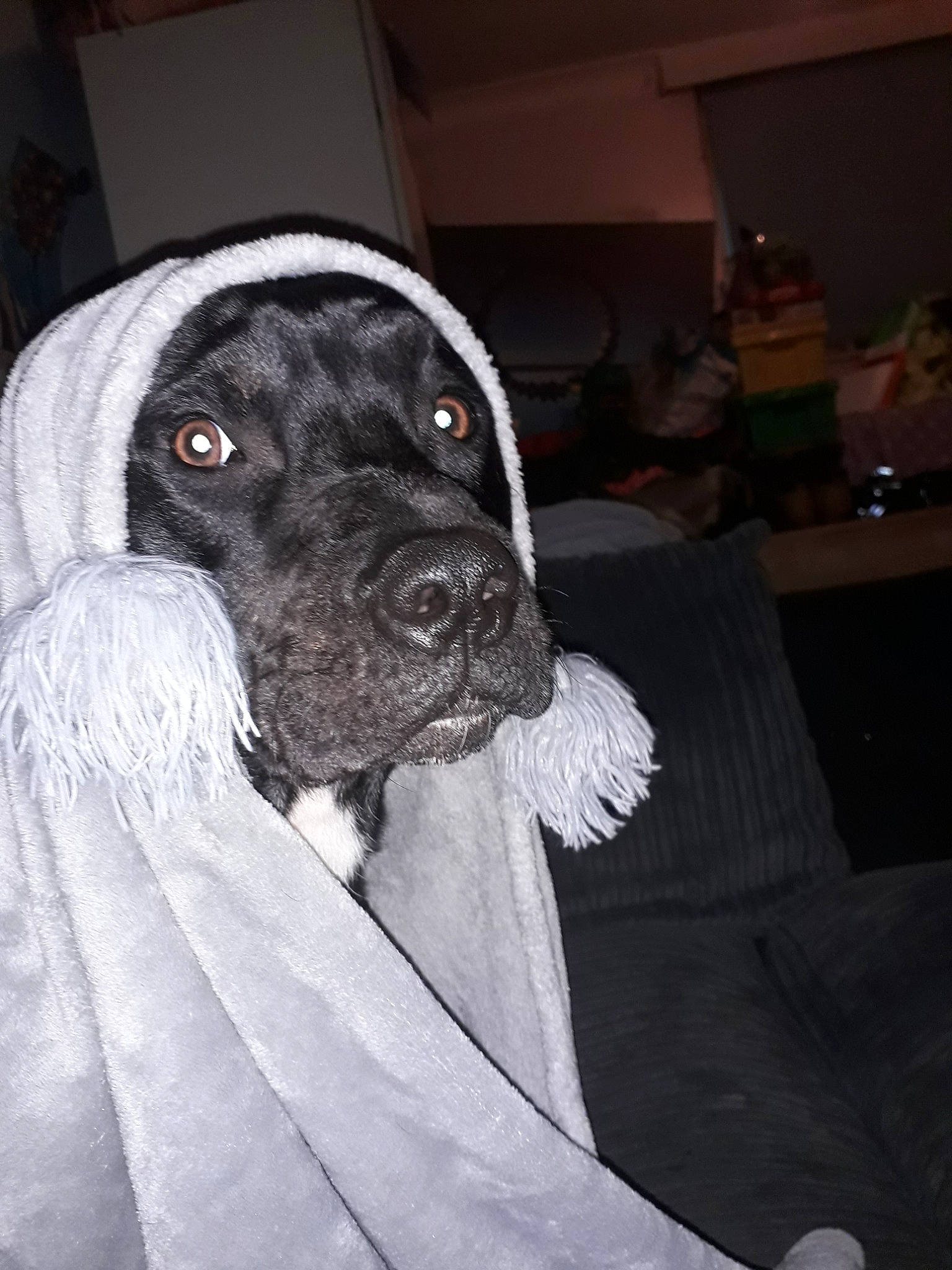 Dean joined the competition — help win amazing prizes! braque_dauvergne, canidae, carnivore, dog, dog_breed, german_shorthaired_pointer, hunting_dog, mammal, old_danish_pointer, pointer, rare_breed_dog, snout, spaniel, sporting_group, vertebrate