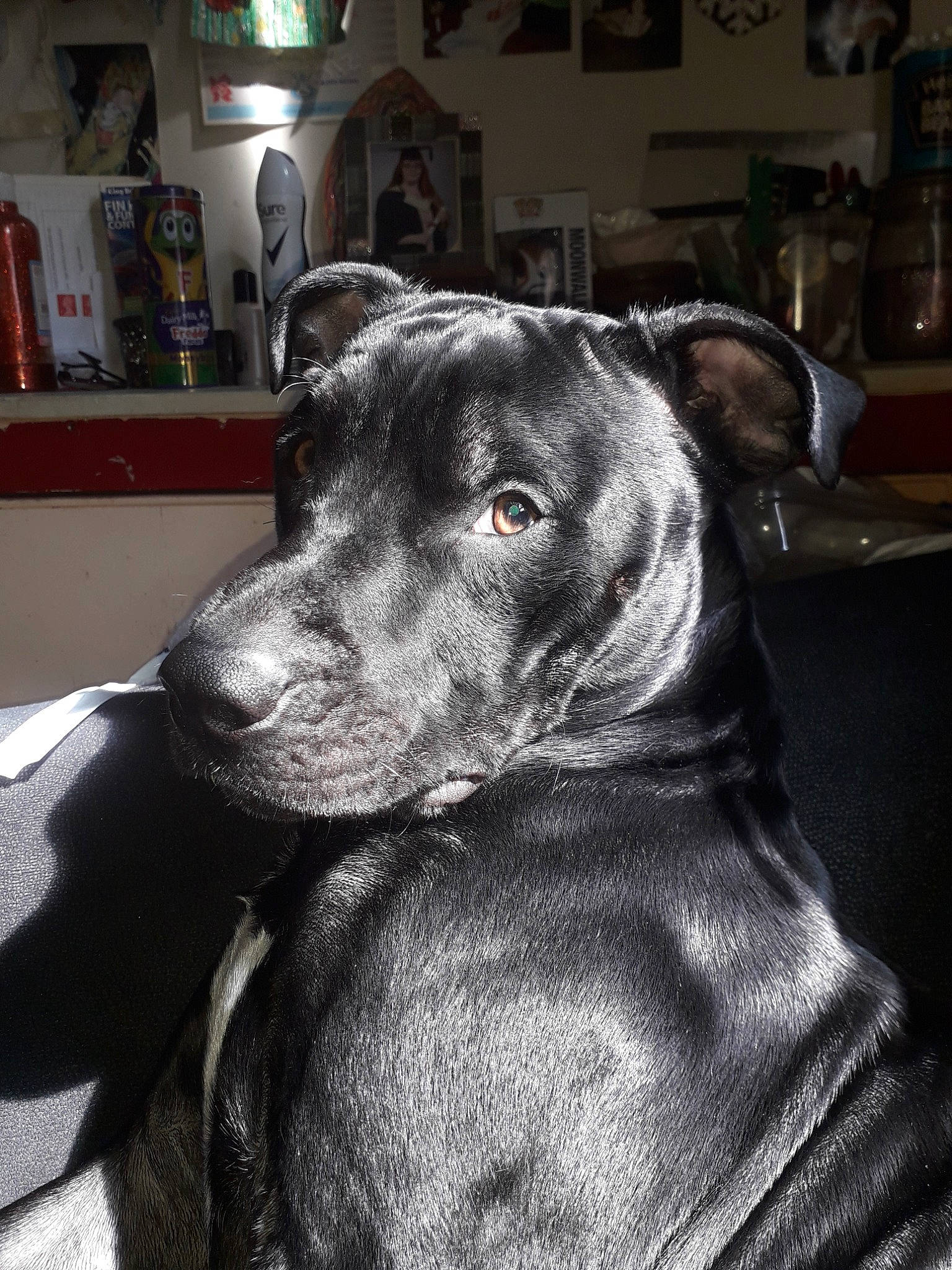 Dean joined the competition — help win amazing prizes! american_pit_bull_terrier, american_staffordshire_terrier, canidae, carnivore, companion_dog, dog, dog_breed, ear, eye, great_dane, mammal, non_sporting_group, nose, pit_bull, puppy, snout, sporting_group, vertebrate, weimaraner, whiskers