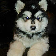 Loki is registered to the contest to win money with this photo: dog, puppy, fluffy, fur, portrait, pet, front_paws, paws, nose, snout, whiskers, cute, cute_animal, eyes_reflection, staring, indoor, leather_sofa, black_background, young_animal, sitting