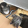 animal, bedding, box, cardboard, cat, cozy, curious, cute, domestic, feline, gray_cat, heater, indoor, looking_up, pet, relaxed, resting, straw, tabby_cat, two_cats