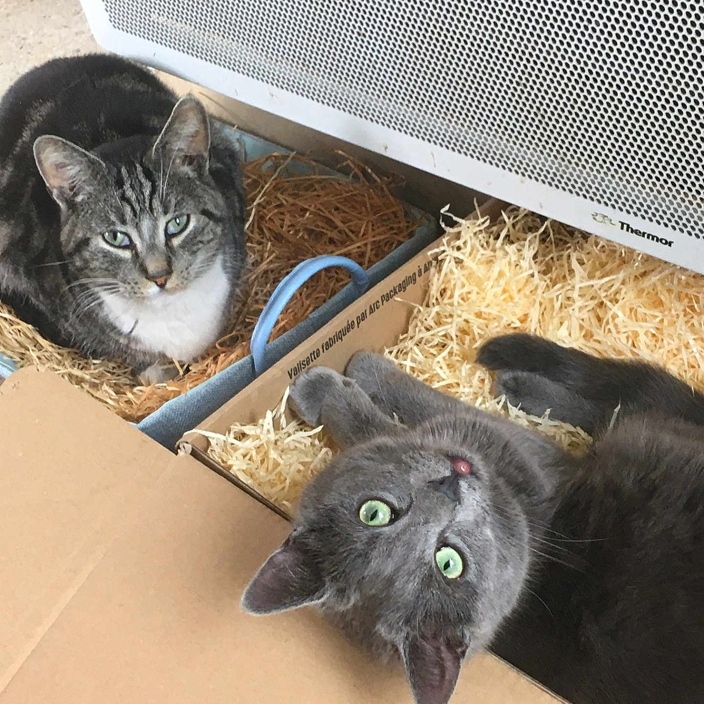 Pupich a rejoint le concours — aidez-le/la à gagner de superbes lots ! animal, bedding, box, cardboard, cat, cozy, curious, cute, domestic, feline, gray_cat, heater, indoor, looking_up, pet, relaxed, resting, straw, tabby_cat, two_cats