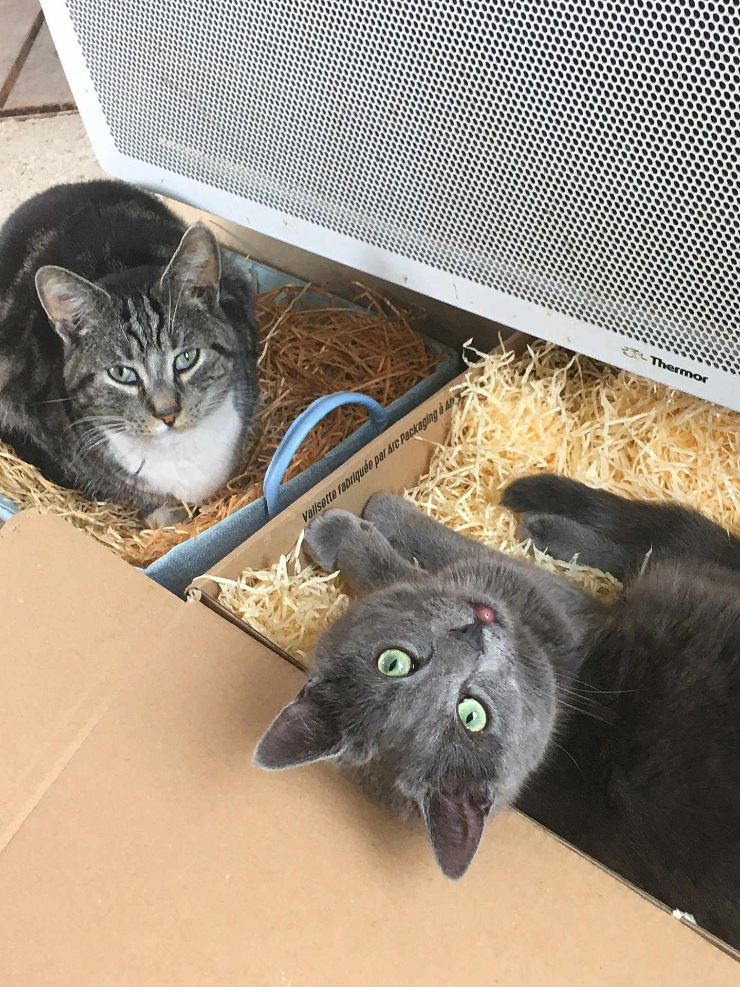 Pupich a rejoint le concours — aidez-le/la à gagner de superbes lots ! animal, bedding, box, cardboard, cat, cozy, curious, cute, domestic, feline, gray_cat, heater, indoor, looking_up, pet, relaxed, resting, straw, tabby_cat, two_cats