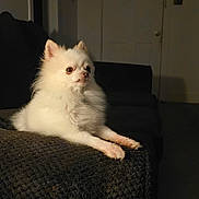 Cerberus is registered to the contest to win money with this photo: dog, pomeranian, white_fur, small_dog, pet, couch, blanket, indoor, living_room, paws, fur, sitting, portrait, alert, eyes, muzzle, fluffy, cozy, brown_eyes, shadow