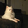 dog, small_dog, pomeranian, white_fur, pet, indoor, sofa, blanket, paws, sitting, portrait, looking_sideways, fluffy, domestic_animal, living_room, shadow, door, furniture, cozy, calm
