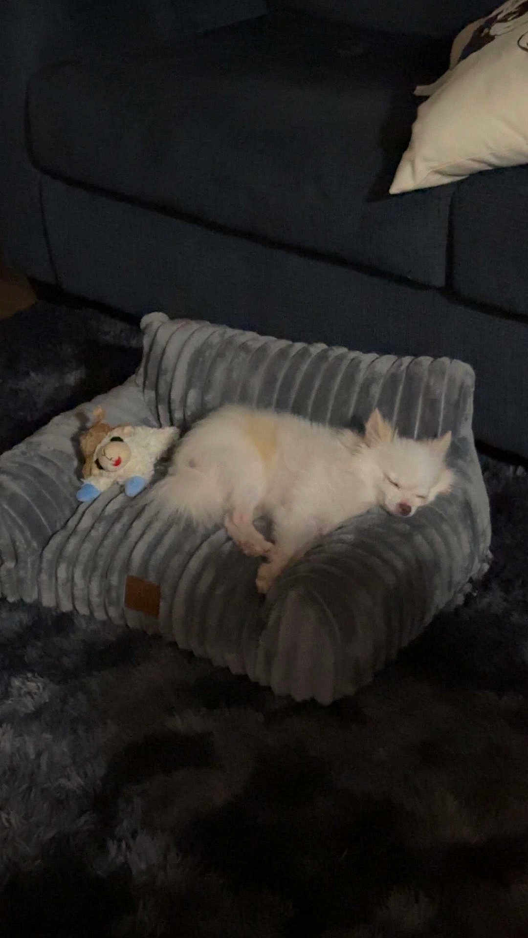 Cerberus joined the competition — help win amazing prizes! dog, puppy, sleeping, pet_bed, plush, couch, pillow, living_room, cozy, carpet, toy, stuffed_animal, nap, small_dog, white_fur, indoor, relaxed, pet_toy, furniture, home