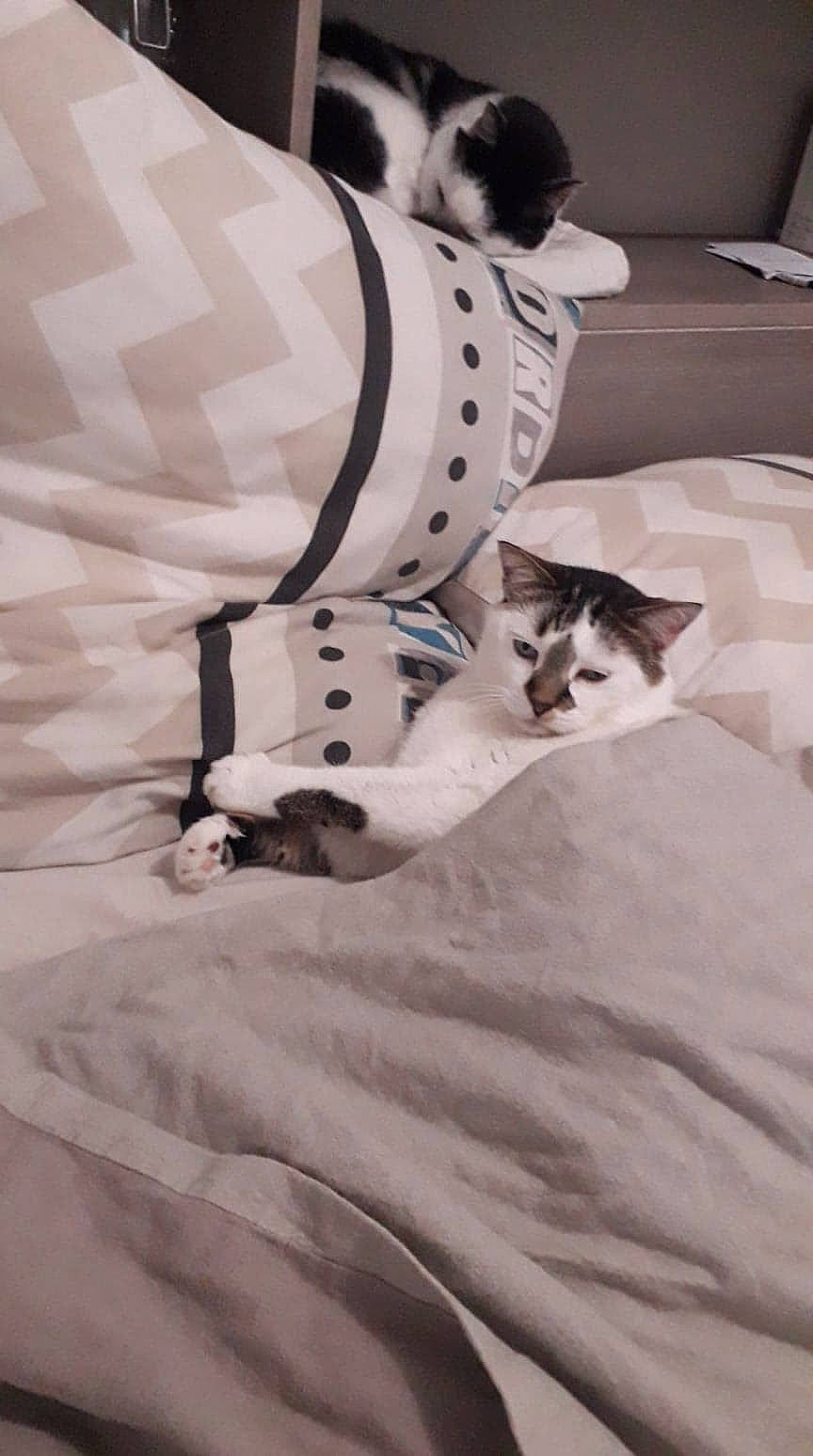 Smirnoff a rejoint le concours — aidez-le/la à gagner de superbes lots ! bedding, carnivore, cat, comfort, companion_dog, domestic_short_haired_cat, felidae, formal_wear, fur, human_leg, linens, monochrome, monochrome_photography, pattern, sitting, sleeve, small_to_medium_sized_cats, tail, textile, whiskers