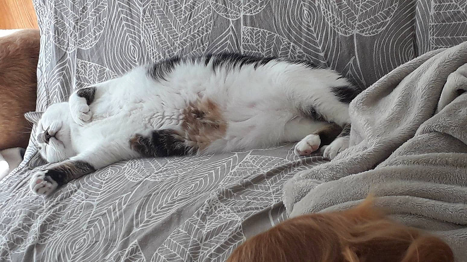 Smirnoff a rejoint le concours — aidez-le/la à gagner de superbes lots ! bed, canidae, carnivore, cat, comfort, companion_dog, dog_breed, domestic_short_haired_cat, duvet, felidae, fur, linens, paw, small_to_medium_sized_cats, snout, sporting_group, tail, terrestrial_animal, whiskers, wildlife