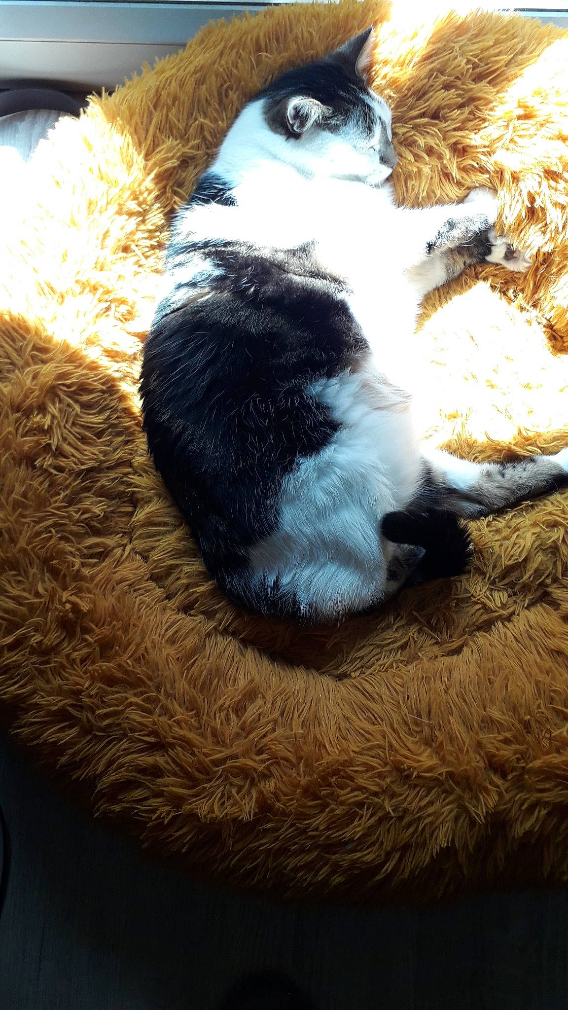 Smirnoff a rejoint le concours — aidez-le/la à gagner de superbes lots ! carnivore, cat, cat_bed, cat_supply, claw, comfort, companion_dog, dog_breed, domestic_short_haired_cat, felidae, fur, grass, mammal, natural_material, paw, small_to_medium_sized_cats, tail, vertebrate, whiskers, wood