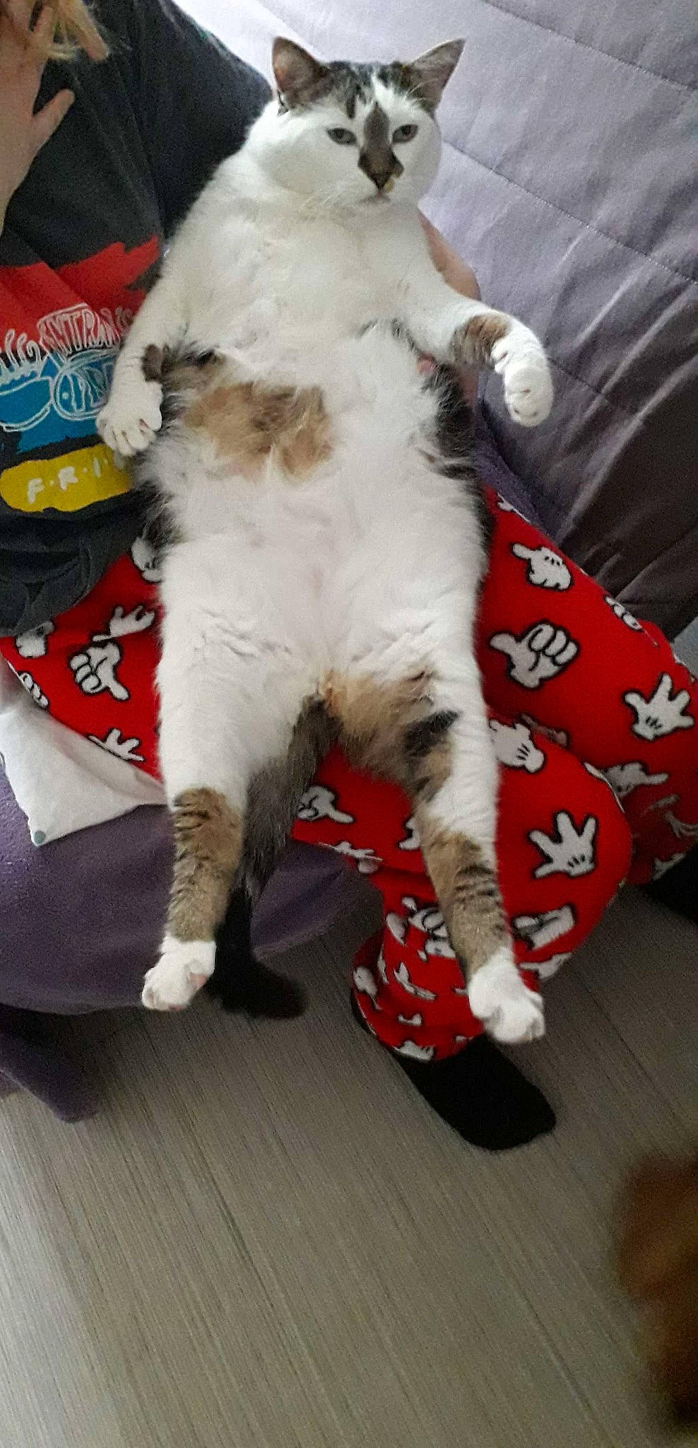 Smirnoff participe au concours pour gagner de l'argent avec cette photo : canidae, carnivore, cat, claw, companion_dog, dog_breed, domestic_short_haired_cat, event, fang, felidae, flooring, fur, hardwood, lap, paw, small_to_medium_sized_cats, snout, sporting_group, tail, whiskers