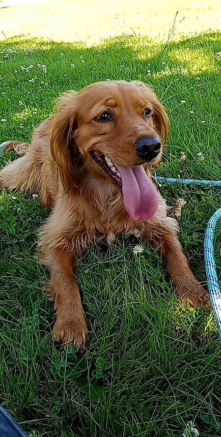 Rose a rejoint le concours — aidez-le/la à gagner de superbes lots ! canidae, carnivore, companion_dog, dog, dog_breed, fawn, fence, fur, grass, gun_dog, hunting_dog, liver, plant, retriever, snout, working_animal