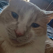 Toby is registered to the contest to win money with this photo: cat, close_up, orange_cat, white_fur, pet, indoor, window, backlit, whiskers, ears, sleepy, face, feline, animal, cute, domestic_cat, fur, portrait, relaxed, soft_light
