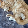 Toby joined the competition — help win amazing prizes! cat, orange_cat, white_paws, sleeping, curled_up, fluffy, pet, domestic_cat, fur, paw, tail, resting, cozy, blanket, indoor, cute, animal, relaxed, whiskers, feline