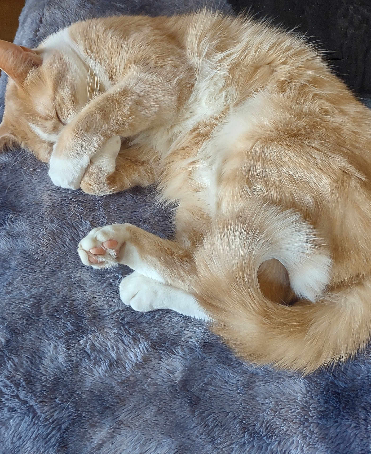 Toby