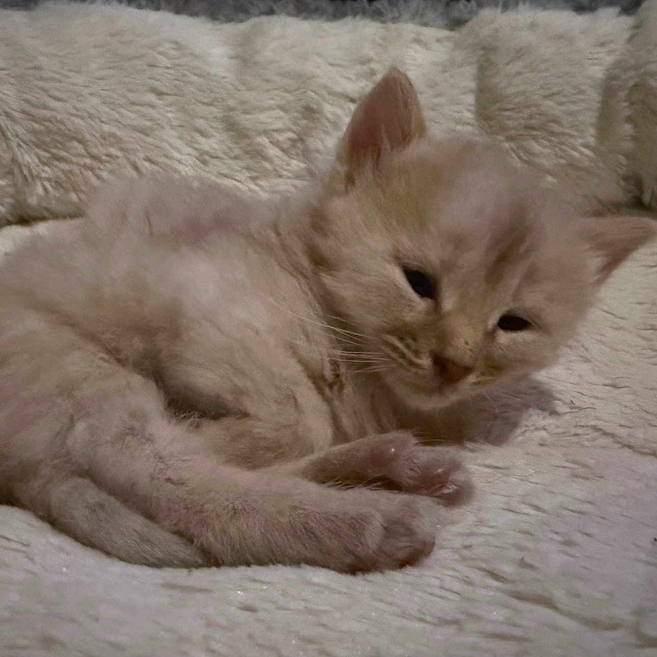 Smokey is registered to the contest to win money with this photo: animal, blanket, cat, comfort, cozy, cute, ears, feline, fluffy, fur, indoor, kitten, paw, pet, resting, sleepy, small, soft, whiskers, young