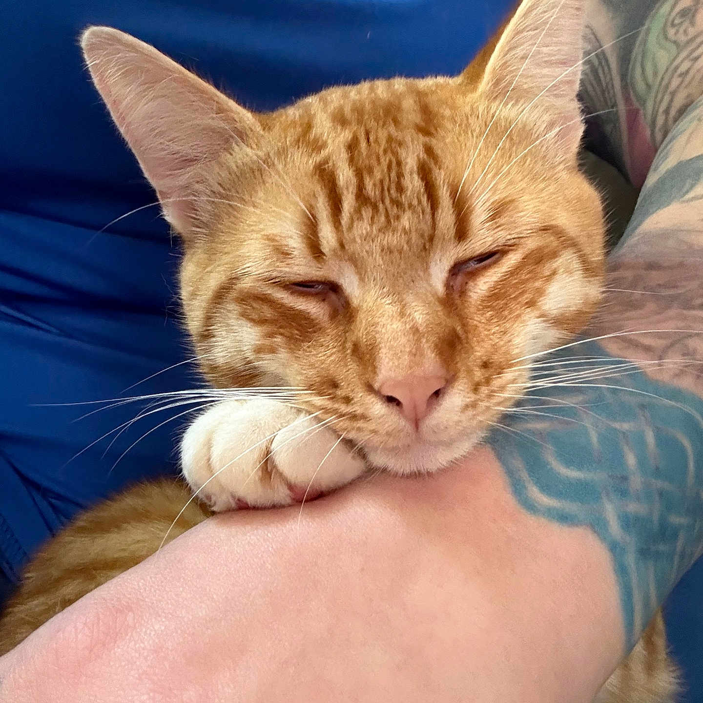 Simba is registered to the contest to win money with this photo: animal, arm, blue_shirt, cat, closeup, cute, feline, fur, ginger_cat, human, indoor, paw, pet, pink_nose, relaxed, resting, sleeping, tabby, tattoo, whiskers