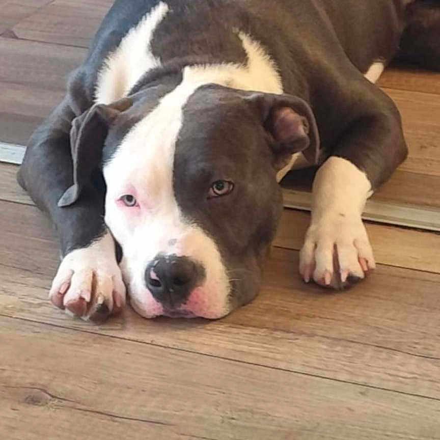 Bella