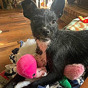 Athena joined the competition — help win amazing prizes! dog, small_dog, black_dog, pet, living_room, wood_floor, blanket, plush_toy, pink_toy, ears, teeth, fur, close_up, portrait, sunlight, couch, brick_hearth, playful, toy_chewing, relaxed