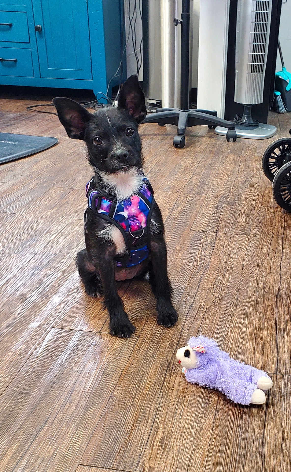 Athena is registered to the contest to win money with this photo: dog, puppy, black_dog, galaxy_harness, plush_toy, purple_toy, wooden_floor, hardwood_floor, indoor, sitting, ears_up, looking_at_camera, pet, cute, floor_texture, cabinet, fan, stroller_wheel, room, fur
