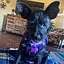 Athena is registered to the contest to win money with this photo: dog, puppy, black_dog, harness, galaxy_harness, close_up, portrait, indoor, living_room, wooden_floor, blanket, ears_up, tongue_out, brown_eyes, furniture, cabinet, tv, rug, pet, curious_expression