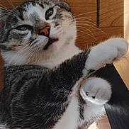 Max joined the competition — help win amazing prizes! cat, tabby_cat, pet, animal, feline, whiskers, paws, fur, indoor, wooden_floor, relaxed, sleepy, cute, close_up, portrait, domestic_animal, playful, stretching, mammal, quiet