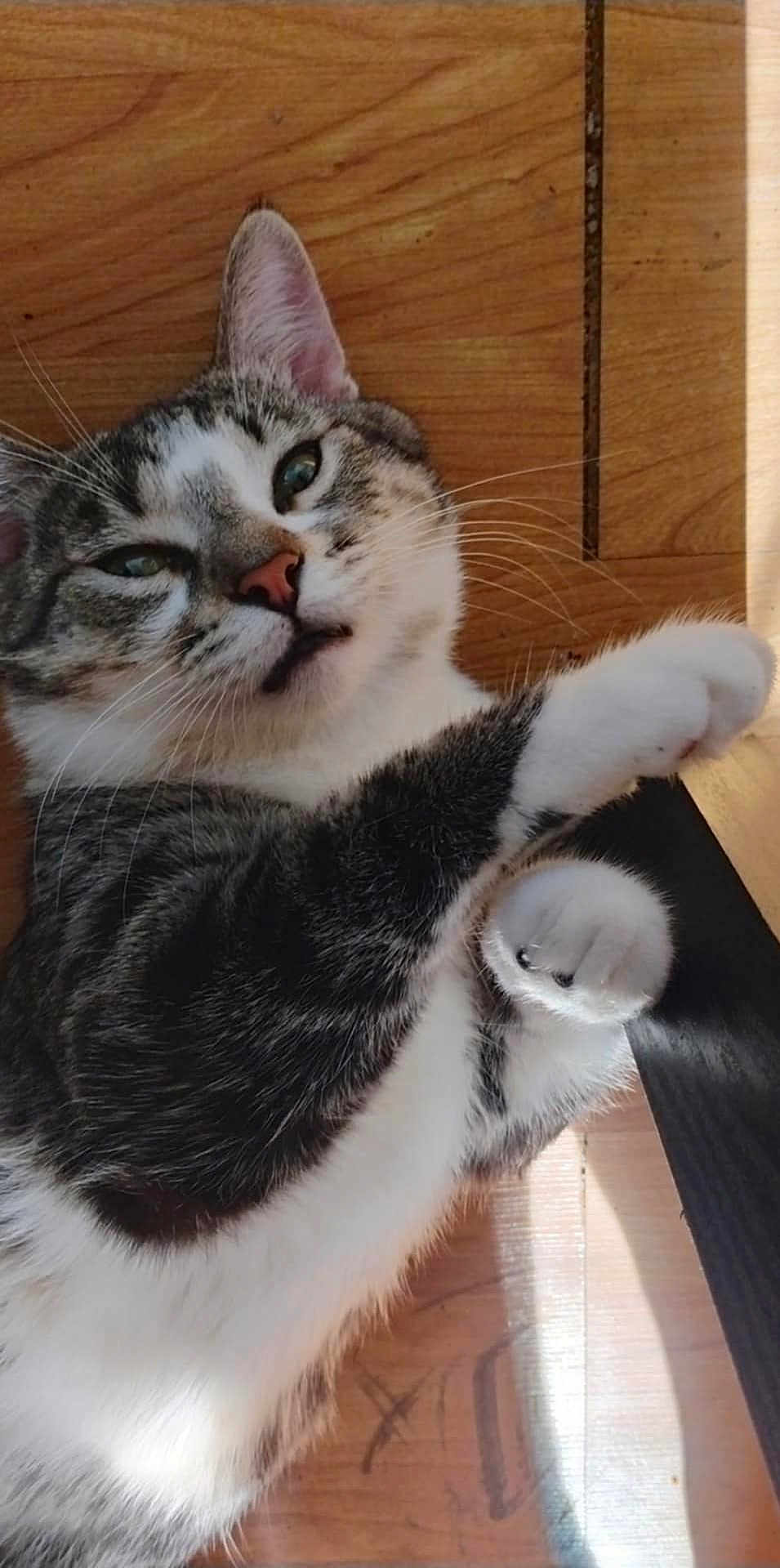 Max joined the competition — help win amazing prizes! cat, tabby_cat, pet, animal, feline, whiskers, paws, fur, indoor, wooden_floor, relaxed, sleepy, cute, close_up, portrait, domestic_animal, playful, stretching, mammal, quiet