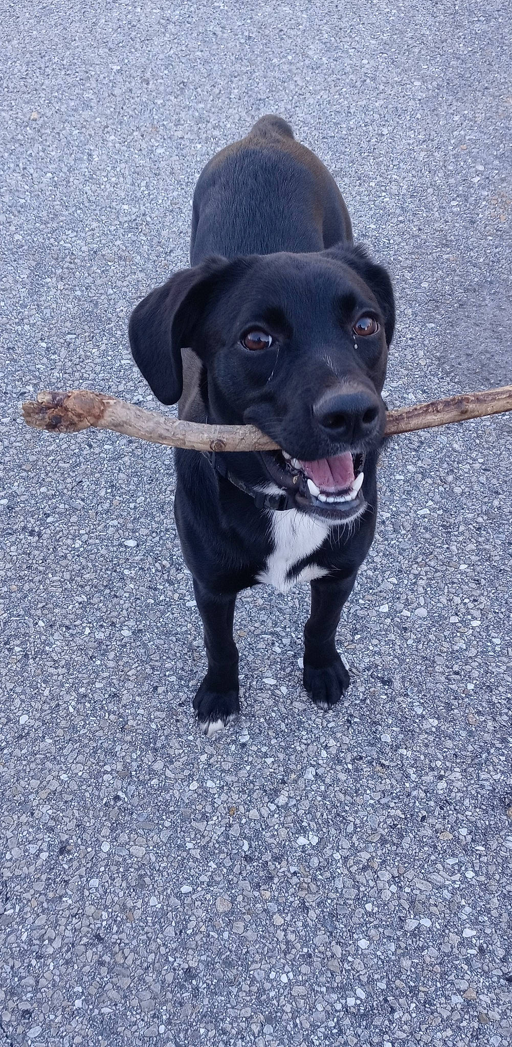 Theo is registered to the contest to win money with this photo: asphalt, borador, canidae, carnivore, collar, companion_dog, dog, dog_breed, dog_collar, electric_blue, fashion_accessory, fawn, hat, leash, pet_supply, road_surface, snout, sporting_group, tail, working_animal