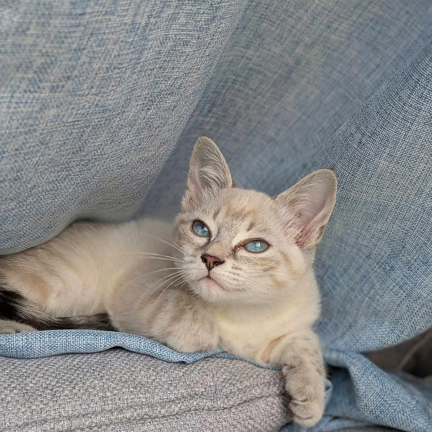 Annette participe au concours pour gagner de l'argent avec cette photo : blue_eyes, cat, closeup, cozy, cushion, cute, fabric, feline, fur, indoor, kitten, pet, portrait, relaxed, resting, small_animal, soft, texture, whiskers, young_cat