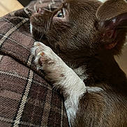 Eden participe au concours pour gagner de l'argent avec cette photo : puppy, dog, brown, white, paw, close_up, plaid, fabric, resting, cute, pet, animal, young, fur, indoor, cozy, portrait, side_view, small, soft