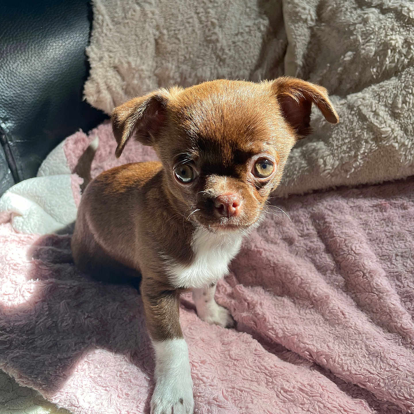 Eden participe au concours pour gagner de l'argent avec cette photo : puppy, dog, brown, white, blanket, pink, sunlight, cozy, pet, small, cute, fur, animal, indoors, looking, paw, ears, face, young, adorable