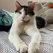 Rio participe au concours pour gagner de l'argent avec cette photo : cat, pet, bed, indoor, relaxed, white, tabby, paws, fur, cushion, pattern, cozy, portrait, animal, feline, resting, looking, cute, soft, domestic