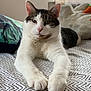 cat, pet, bed, indoor, relaxed, white, tabby, paws, fur, cushion, pattern, cozy, portrait, animal, feline, resting, looking, cute, soft, domestic