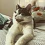 Rio a rejoint le concours — aidez-le/la à gagner de superbes lots ! cat, feline, pet, indoor, bed, stretching, white_fur, tabby, pillow, plush_toy, carrot_toy, relaxed, closeup, whiskers, soft_light, cozy, patterned_bedspread, domestic_animal, resting, home