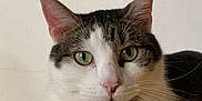 Rio a rejoint le concours — aidez-le/la à gagner de superbes lots ! cat, close_up, green_eyes, pink_nose, white_fur, tabby_markings, whiskers, ears, pet, animal, indoor, portrait, feline, cute, calm, looking_at_camera, soft_fur, domestic_cat, mammal, face