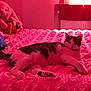 Rio a rejoint le concours — aidez-le/la à gagner de superbes lots ! cat, bed, plush_toy, stuffed_animal, bunny, carrot, indoor, relaxed, pet, feline, textured_bedspread, window, curtain, pink_light, cozy, resting, animal, domestic_cat, furniture, room