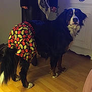 Litchi a rejoint le concours — aidez-le/la à gagner de superbes lots ! dog, bernese_mountain_dog, pet, wearing_clothes, colorful_pants, indoor, hardwood_floor, tail, fur, standing, looking_at_camera, cabinet, furniture, person_partial, legs, hand, handbag, cozy, home_interior, portrait