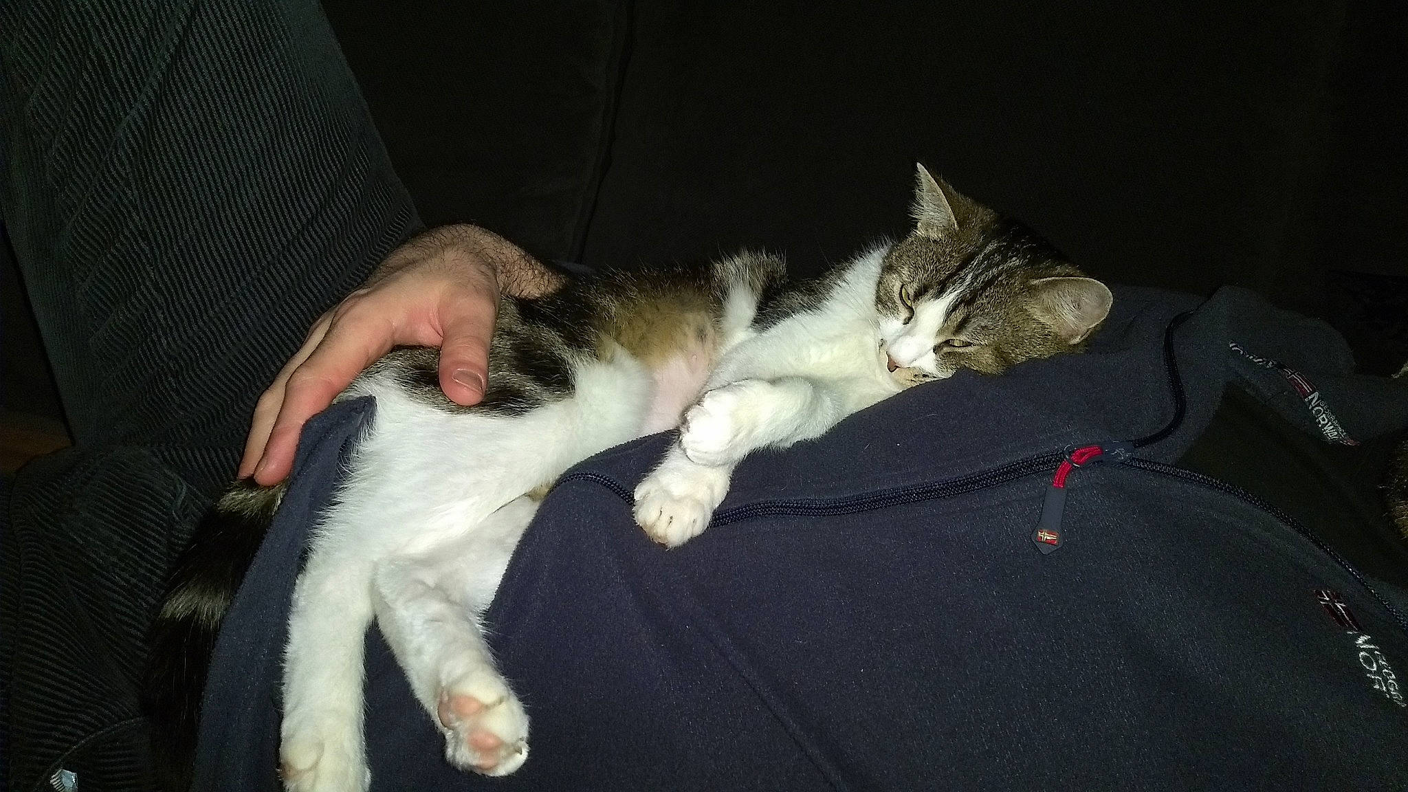 Nounouche a rejoint le concours — aidez-le/la à gagner de superbes lots ! aegean_cat, american_wirehair, carnivore, cat, claw, domestic_short_haired_cat, european_shorthair, felidae, fur, german_rex, kitten, leg, paw, polydactyl_cat, small_to_medium_sized_cats, tail, whiskers