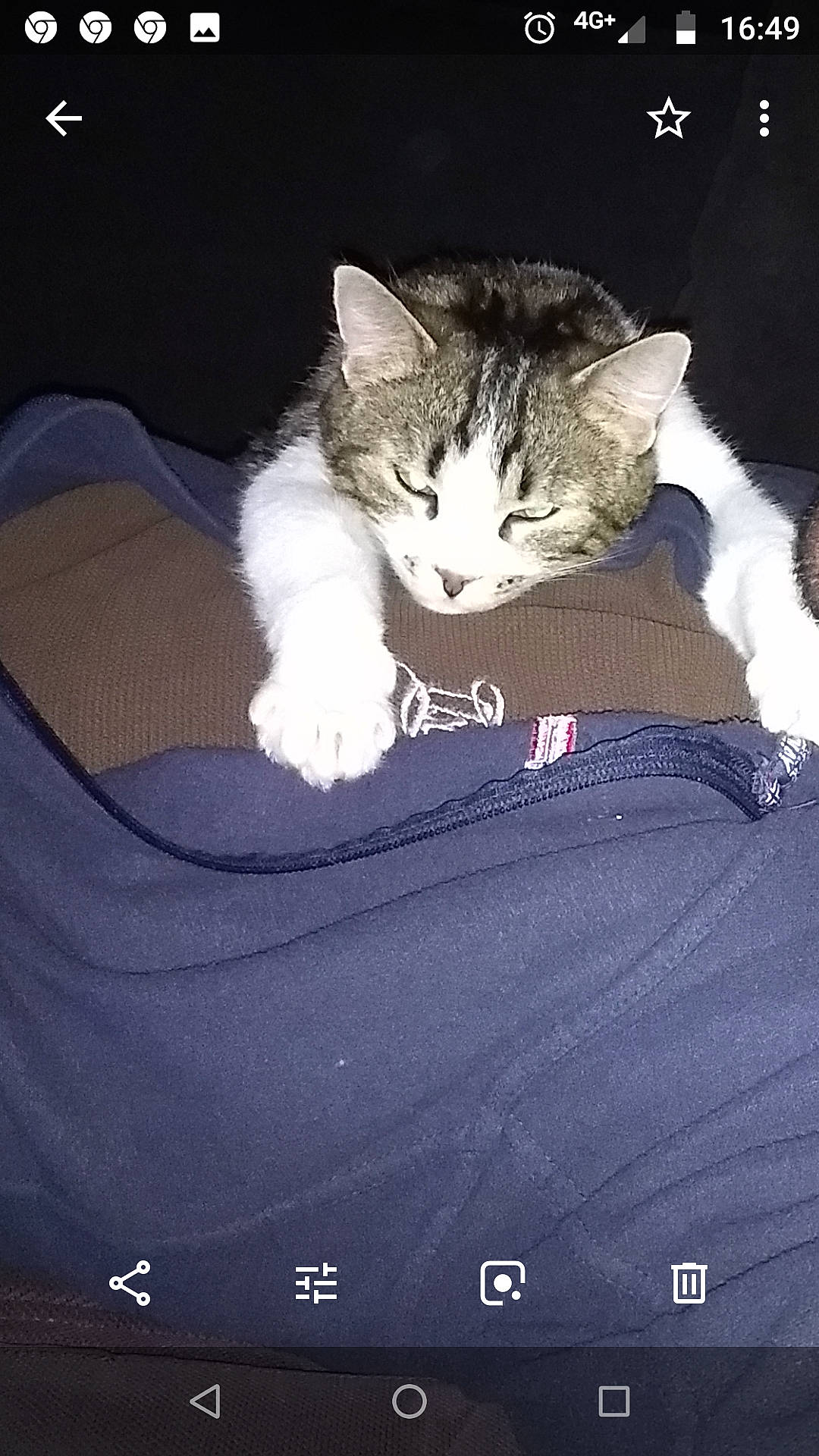 Nounouche a rejoint le concours — aidez-le/la à gagner de superbes lots ! american_wirehair, asian, carnivore, cat, domestic_short_haired_cat, european_shorthair, felidae, kitten, photo_caption, polydactyl_cat, small_to_medium_sized_cats, tail, whiskers