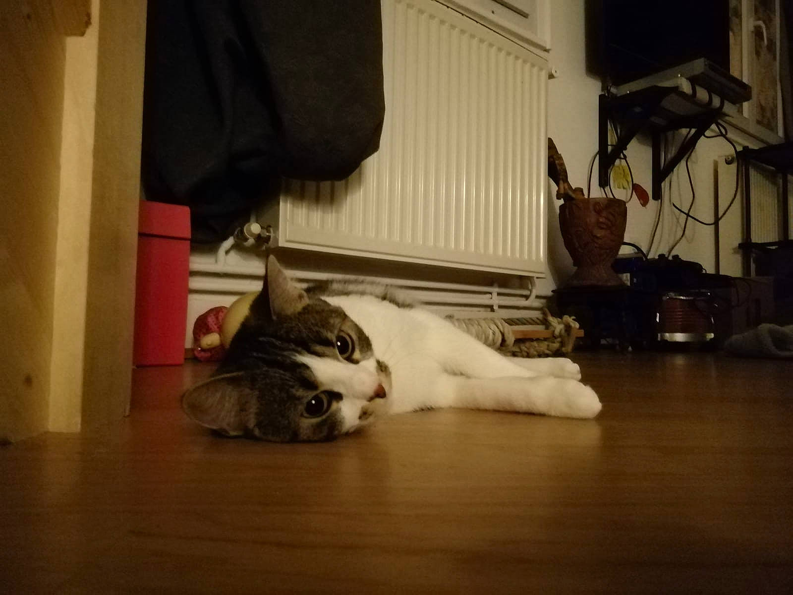 Nounouche a rejoint le concours — aidez-le/la à gagner de superbes lots ! carnivore, cat, felidae, floor, flooring, foot, footwear, french_bulldog, fur, hardwood, human_body, kitten, leg, room, shoe, small_to_medium_sized_cats, tail, whiskers, white, wood