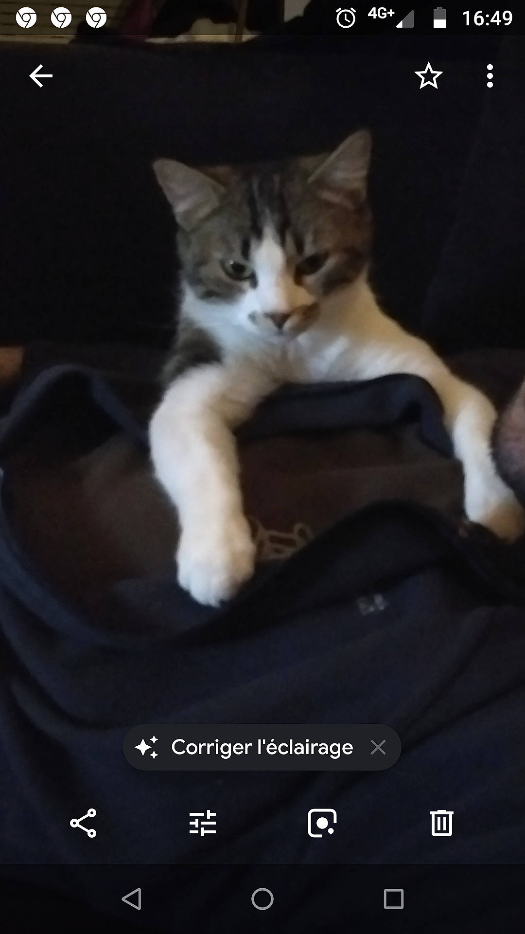 Nounouche a rejoint le concours — aidez-le/la à gagner de superbes lots ! aegean_cat, american_wirehair, asian, carnivore, cat, domestic_short_haired_cat, european_shorthair, felidae, fur, kitten, leg, paw, photo_caption, photography, polydactyl_cat, screenshot, small_to_medium_sized_cats, tail, whiskers