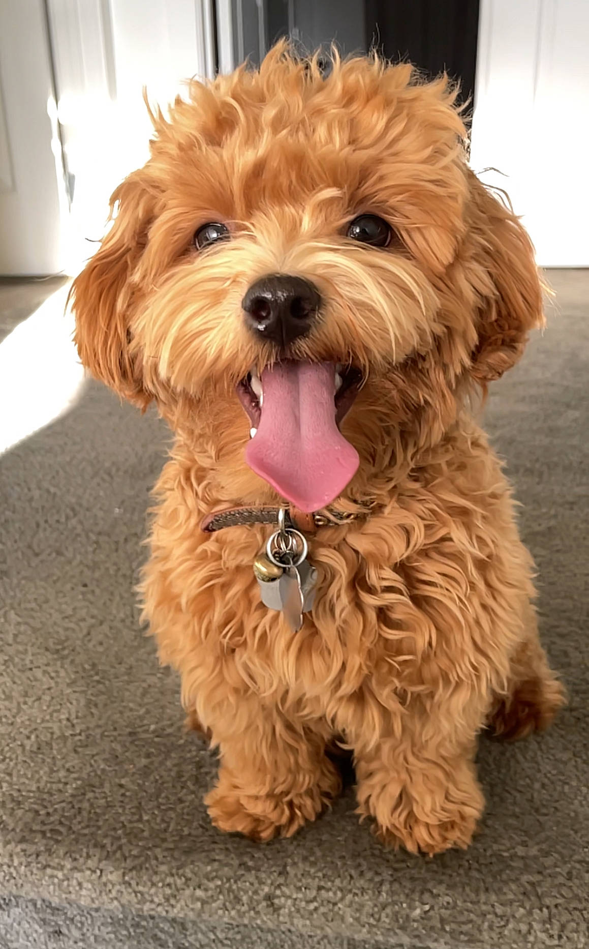 Milo joined the competition — help win amazing prizes! canidae, carnivore, companion_dog, dog, dog_breed, dog_collar, firefighter, fur, liver, maltepoo, non_sporting_group, puppy, small_terrier, snout, sporting_group, terrier, toy_dog, water_dog, working_animal, yorkipoo
