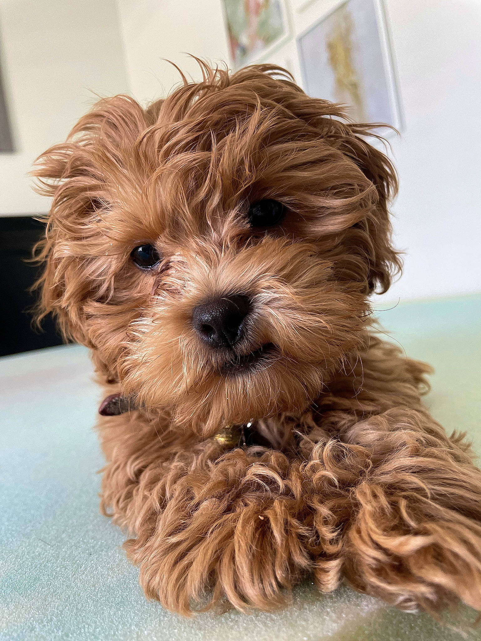 Milo joined the competition — help win amazing prizes! biewer_terrier, canidae, carnivore, companion_dog, dog, dog_breed, fur, liver, maltepoo, non_sporting_group, poodle_crossbreed, small_terrier, snout, sporting_group, terrestrial_animal, terrier, toy_dog, water_dog, working_animal, yorkipoo