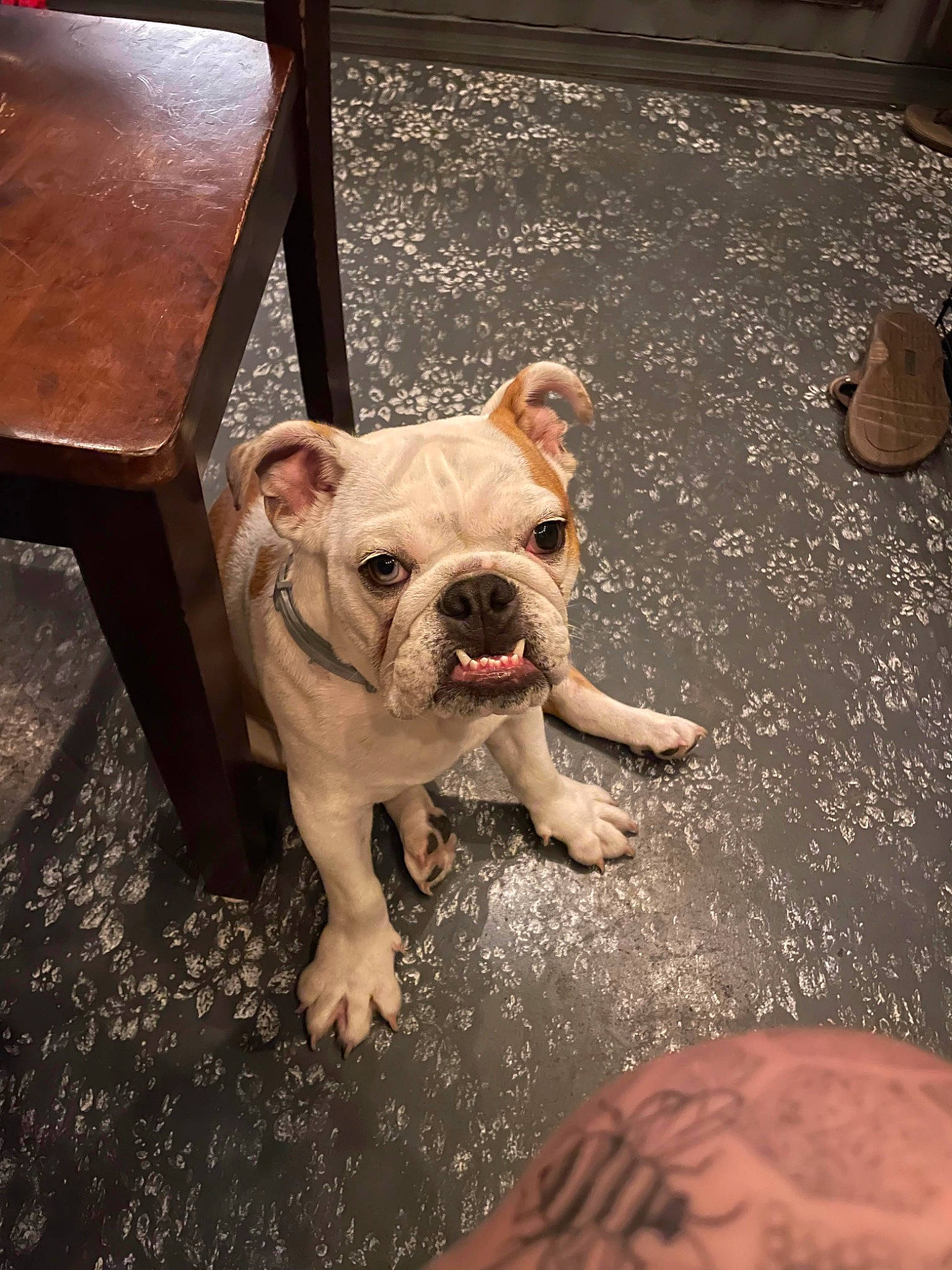 Afina is registered to the contest to win money with this photo: bulldog, canidae, carnivore, companion_dog, dog, dog_breed, fawn, floor, flooring, grass, molosser, non_sporting_group, road_surface, snout, sporting_group, toy_dog, wood, working_animal, working_dog, wrinkle