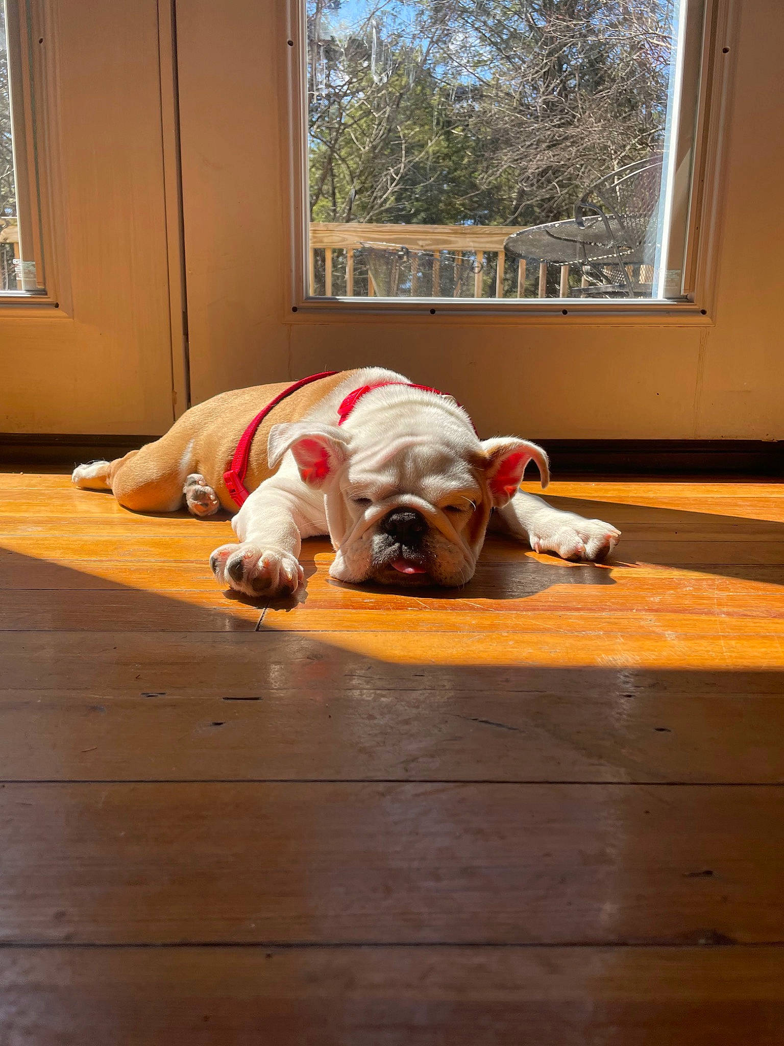 Afina is registered to the contest to win money with this photo: canidae, carnivore, comfort, companion_dog, dog, dog_breed, dog_supply, fawn, floor, flooring, hardwood, laminate_flooring, mammal, tree, vertebrate, window, window_blind, wood, wood_flooring, wood_stain