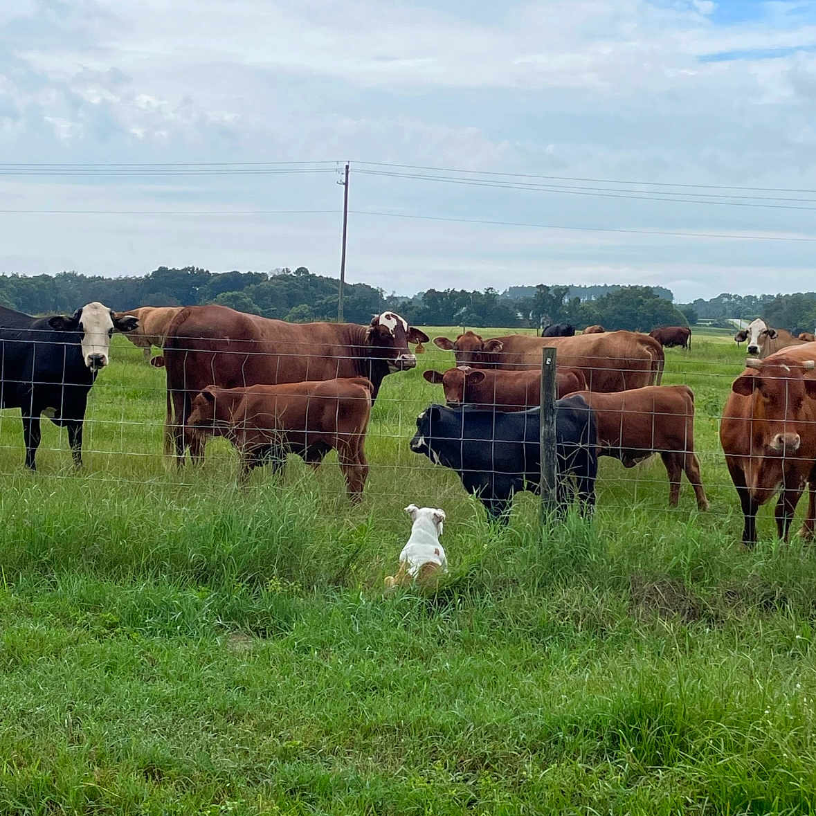 Afina is registered to the contest to win money with this photo: agriculture, cloud, dairy_cow, grass, grassland, grazing, human_leg, landscape, livestock, meadow, natural_landscape, plain, plant, prairie, rural_area, sky, snout, terrestrial_animal, tree, working_animal