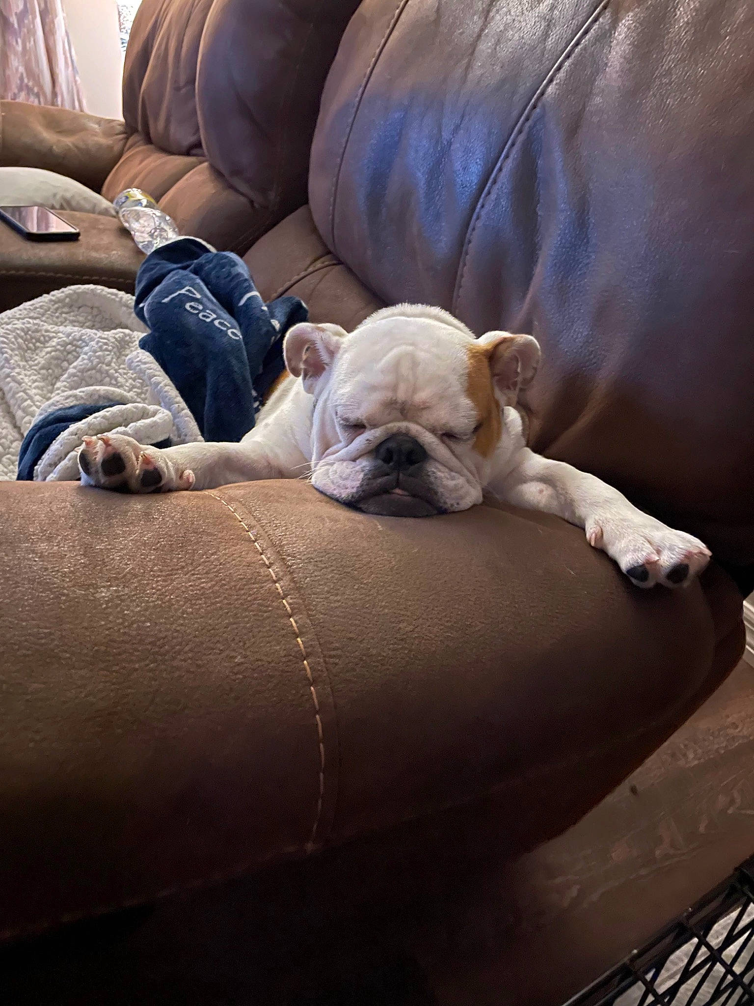 Afina is registered to the contest to win money with this photo: bulldog, canidae, carnivore, club_chair, comfort, companion_dog, couch, dog, dog_breed, fawn, flooring, human_leg, linens, nap, snout, sporting_group, toy_dog, white_english_bulldog, working_animal, wrinkle