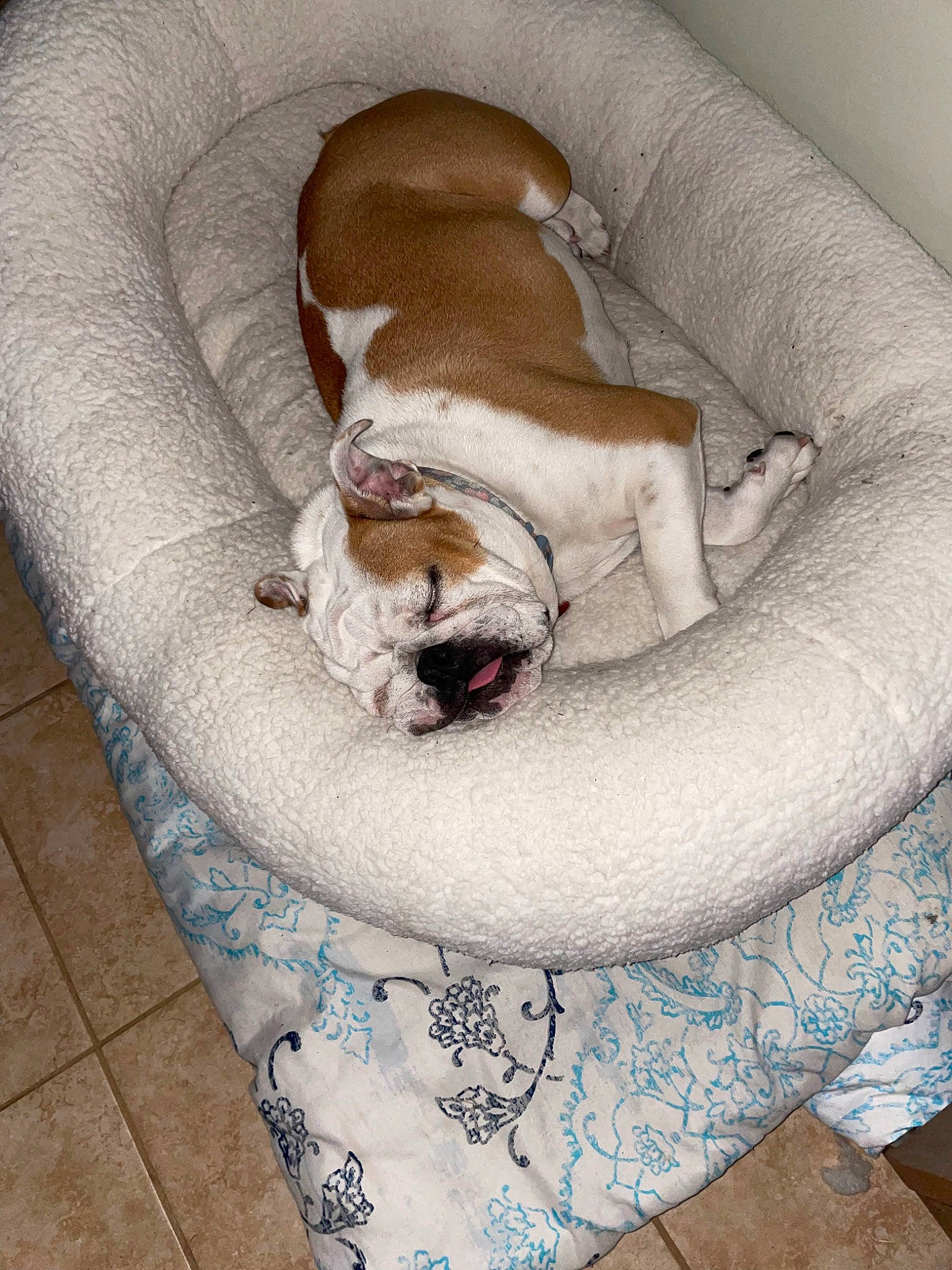 Afina joined the competition — help win amazing prizes! baby_products, canidae, carnivore, cat_supply, club_chair, comfort, companion_dog, couch, dog, dog_bed, dog_breed, dog_supply, fawn, felidae, linens, pet_supply, small_to_medium_sized_cats, sporting_group, studio_couch, tail