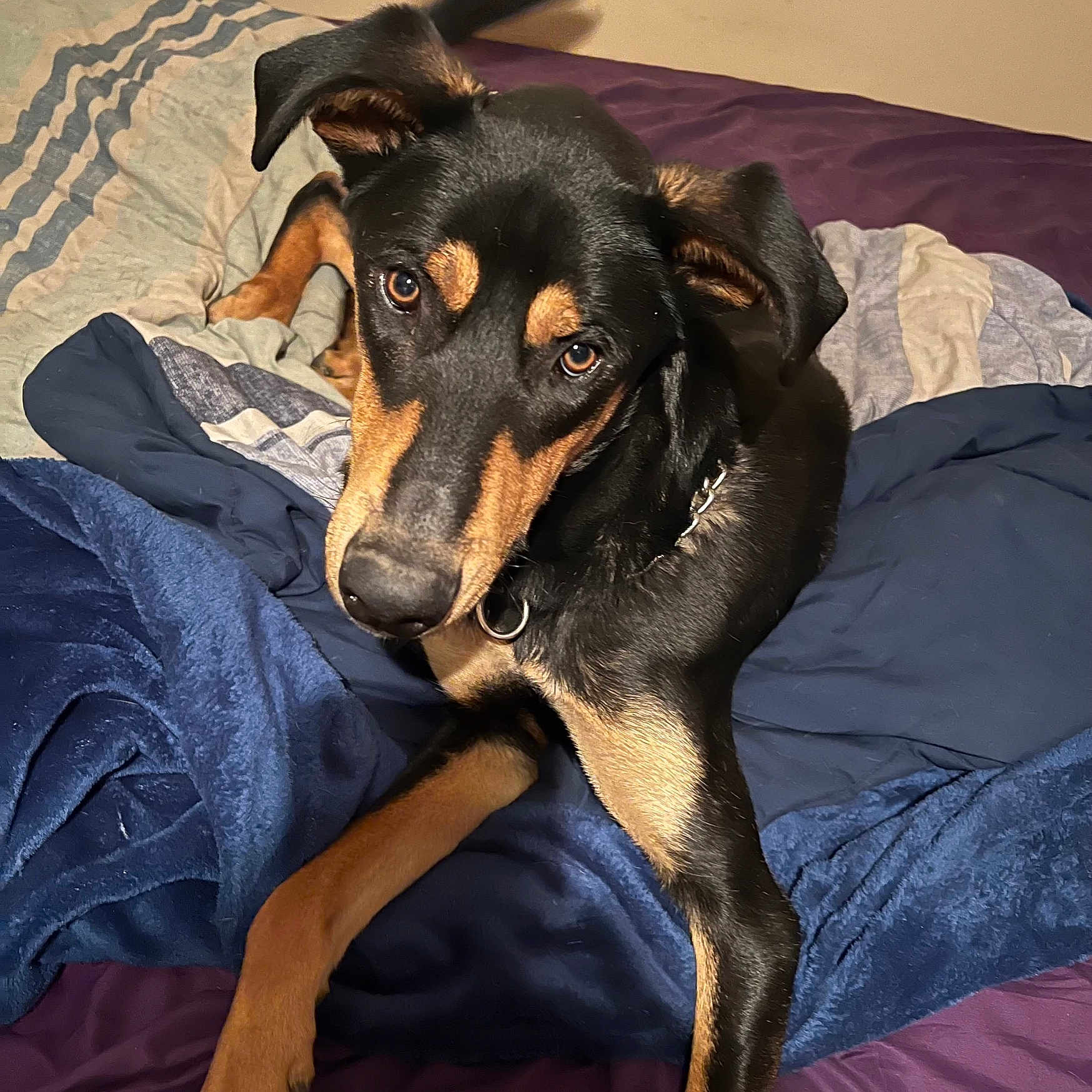 Thor joined the competition — help win amazing prizes! animal, appenzeller, bed, bedroom, bedsheet, blanket, canine, couch, cushion, dog, furniture, homedecor, hound, indoors, labradorretriever, pet, puppy, quilt, room, snout